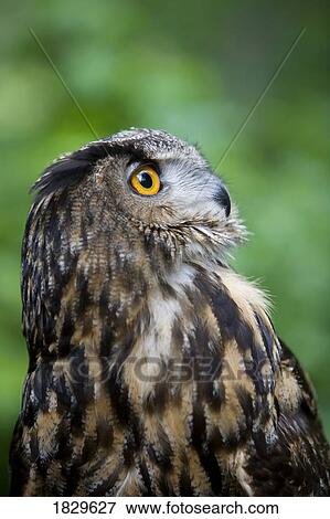Great Horned owl (Bubo virginianus) View Large Photo Image Stock Photo - Great Horned owl (Bubo virginianus). Fotosearch