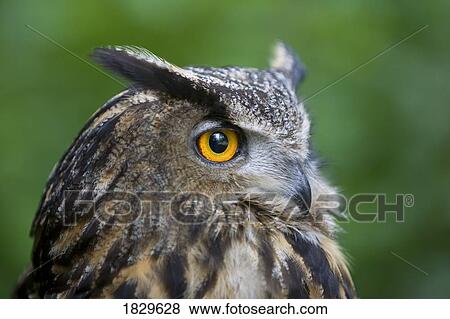 Great Horned Owl (Bubo virginianus) View Large Photo Image Stock Photo - Great Horned Owl (Bubo virginianus). Fotosearch