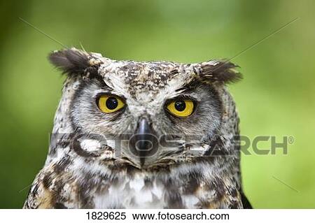 Great Horned owl (Bubo virginianus) View Large Photo Image Stock Photography - Great Horned owl (Bubo virginianus). Fotosearch