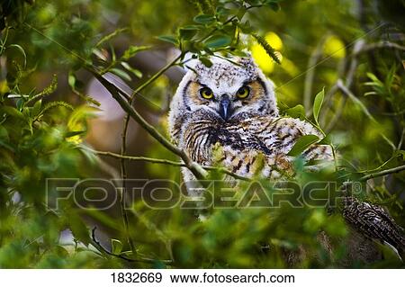 Great Horned Owlet View Large Photo Image Stock Photo - Great Horned Owlet. Fotosearch