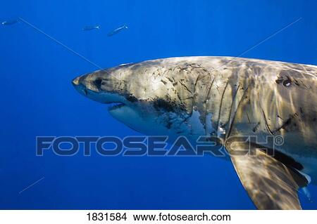 Great white shark (Carcharodon carcharias) View Large Photo Image Picture - Great white shark (Carcharodon carcharias) . Fotosearch