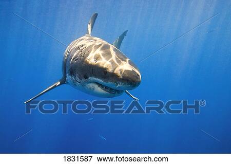 Great white shark (Carcharodon carcharias) View Large Photo Image Stock Photo - Great white shark (Carcharodon carcharias) . Fotosearch