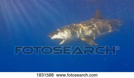 Stock Photo - Great white shark (Carcharodon carcharias) . Fotosearch