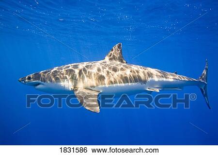 Great white shark (Carcharodon carcharias) View Large Photo Image Stock Photograph - Great white shark (Carcharodon carcharias) . Fotosearch