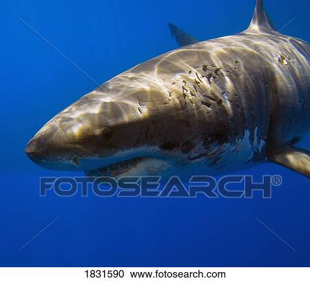 Great white shark View Large Photo Image Stock Image - Great white shark. Fotosearch