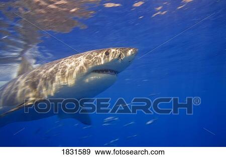 Stock Photo - Great white shark . Fotosearch