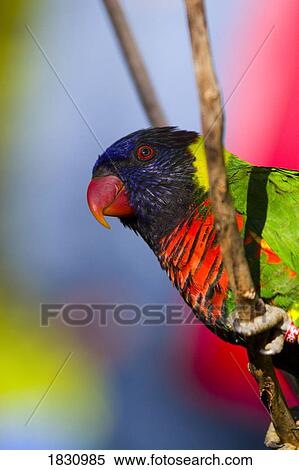 Green-Naped Lorikeet from New Guinea View Large Photo Image Stock Photography - Green-Naped Lorikeet from New Guinea. Fotosearch