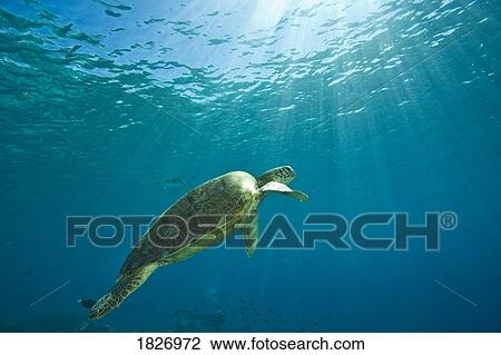 Green sea turtle, Mabul Island, Sabah, Malaysian Borneo, Malaysia, Southeast Asia View Large Photo Image Stock Image - Green sea turtle, Mabul Island, Sabah, Malaysian Borneo, Malaysia, Southeast Asia . Fotosearch