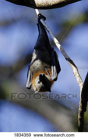 Grey Headed Flying Fox fruitbat, Pteropus poliocephalus, South Australia View Large Photo Image Stock Photo - Grey Headed Flying Fox fruitbat, Pteropus poliocephalus, South Australia . Fotosearch