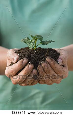 Handful of fertile earth View Large Photo Image Stock Image - Handful of fertile earth. Fotosearch
