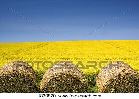 Hay bales and rapeseed field, North Yorkshire, England View Large Photo Image Stock Image - Hay bales and rapeseed field, North Yorkshire, England. Fotosearch