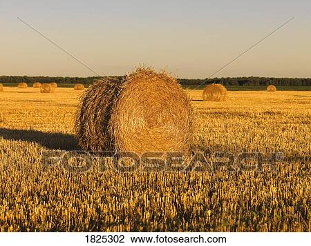 Stock Image - Hay bales in a field. Fotosearch
