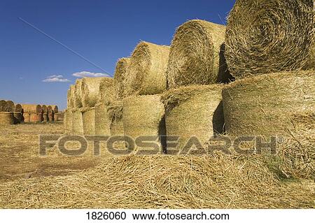 Stock Image - Hay bales. Fotosearch