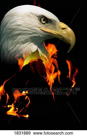 Head of a bald eagle over fire View Large Photo Image Stock Photo - Head of a bald eagle over fire. Fotosearch