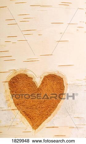 Stock Photo - Heart shape carved in bark of tree. Fotosearch