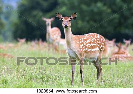 Picture - Herd of deer(Cervidae) in field. Fotosearch