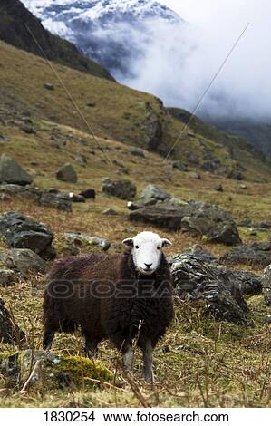 Picture - Herdwick sheep in mountains, Lake District, Cumbria, England. Fotosearch