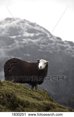 Herdwick sheep in mountains, Lake District, Cumbria, England View Large Photo Image Stock Image - Herdwick sheep in mountains, Lake District, Cumbria, England. Fotosearch