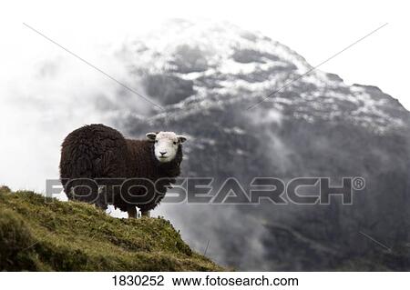 Herdwick sheep in mountains, Lake District, Cumbria, England View Large Photo Image Stock Image - Herdwick sheep in mountains, Lake District, Cumbria, England. Fotosearch