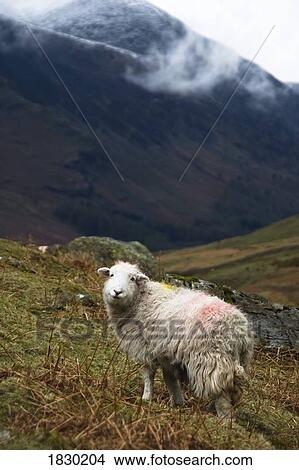 Picture - Herdwick Sheep, Lake District, Cumbria, England. Fotosearch