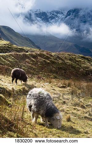 Stock Image - Herdwick Sheep, Lake District, Cumbria, England, Europe. Fotosearch