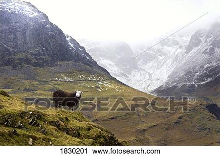 Herdwick Sheep, Lake District, Cumbria, England, Europe View Large Photo Image Stock Image - Herdwick Sheep, Lake District, Cumbria, England, Europe. Fotosearch