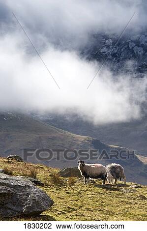 Herdwick Sheep, Lake District, Cumbria, England, Europe View Large Photo Image Stock Image - Herdwick Sheep, Lake District, Cumbria, England, Europe. Fotosearch