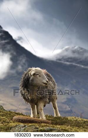 Stock Image - Herdwick Sheep, Lake District, Cumbria, England, Europe. Fotosearch