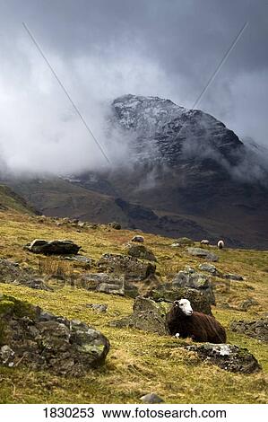 Herdwick sheep resting on hill, lake District, Cumbria, England View Large Photo Image Stock Image - Herdwick sheep resting on hill, lake District, Cumbria, England. Fotosearch