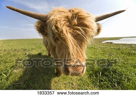 Highland Cow, North Yorkshire, England, Europe View Large Photo Image Stock Photo - Highland Cow, North Yorkshire, England, Europe . Fotosearch