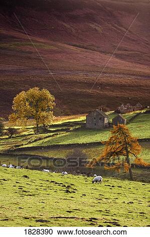 Stock Image - Hills and sheep in North Yorkshire, England. Fotosearch