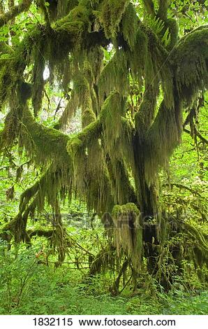 Hoh Rainforest In Olympic National Park, Washington, USA View Large Photo Image Stock Photography - Hoh Rainforest In Olympic National Park, Washington, USA. Fotosearch