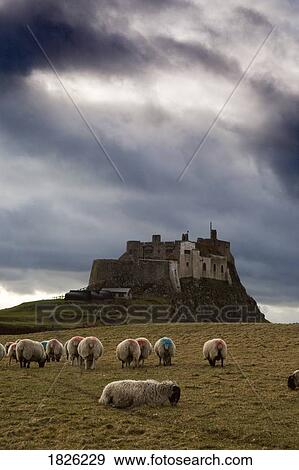 Holy Island of Lindisfarne, Lindisfarne Castle, near Berwick-upon-Tweed, Northumberland, England View Large Photo Image Stock Photo - Holy Island of Lindisfarne, Lindisfarne Castle, near Berwick-upon-Tweed, Northumberland, England. Fotosearch