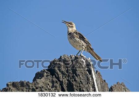Hood Mockingbird on rock View Large Photo Image Stock Image - Hood Mockingbird on rock. Fotosearch