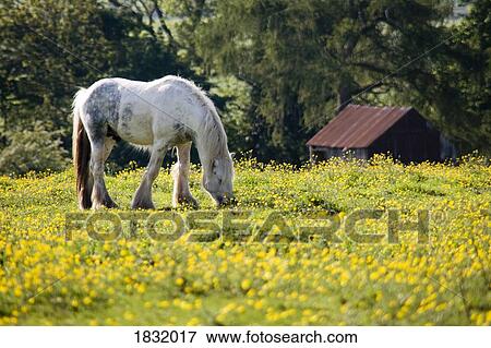 Horse grazing in field of buttercups View Large Photo Image Stock Photo - Horse grazing in field of buttercups. Fotosearch