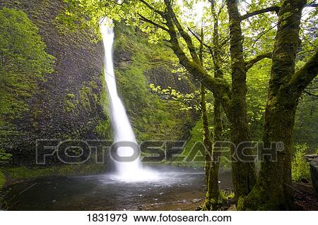 Stock Photo - Horse Tail Falls, Columbia River Gorge, National Scenic Area, Oregon, USA. Fotosearch
