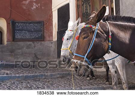 Stock Photo - Horses, Fira, Santorini, Greece . Fotosearch