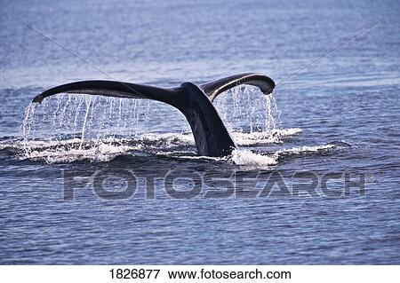 Stock Photo - Humpback Whale, Megaptera novaengliae, South East Alaska, USA . Fotosearch