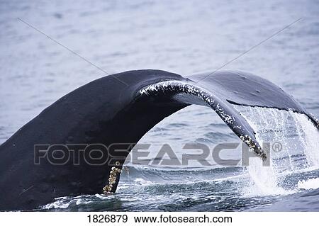 Stock Photo - Humpback whales (Megaptera novaengliae), Inside Passage, Southeast Alaska, USA . Fotosearch