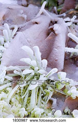 Ice crystals on nature View Large Photo Image Stock Photo - Ice crystals on nature. Fotosearch