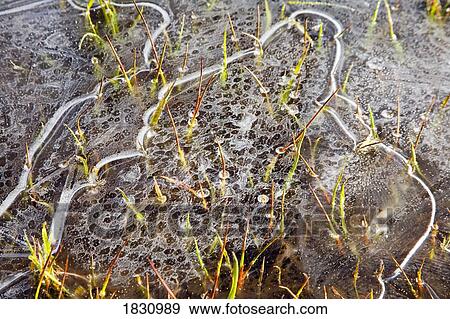 Stock Photo - Ice on water. Fotosearch