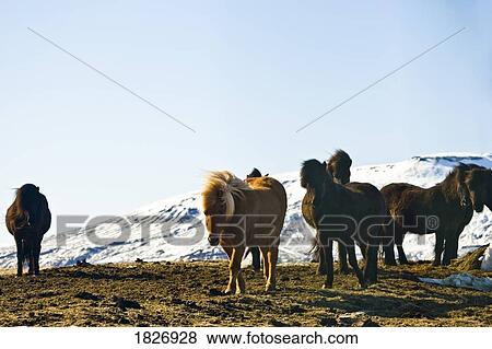 Stock Photo - Icelandic Horses, rural county near Reykjavik, Iceland . Fotosearch