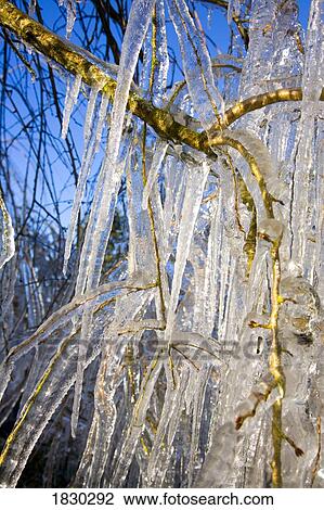 Icicles on tree View Large Photo Image Stock Image - Icicles on tree. Fotosearch