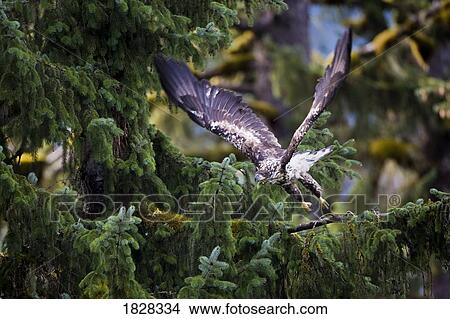 Picture - Immature Bald Eagle (Haliaeetus leucocephalus). Fotosearch