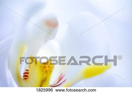 Stock Photograph - Inside of a white flower. Fotosearch