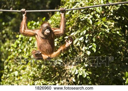 Stock Image - Juvenile Oranguatan hanging on a rope. Fotosearch