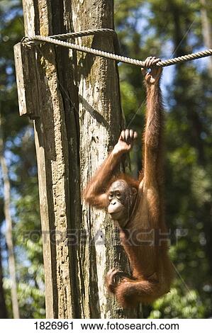 Juvenile Orangutan hanging on a rope View Large Photo Image Stock Image - Juvenile Orangutan hanging on a rope. Fotosearch