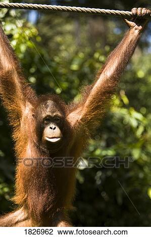 Stock Image - Juvenile Orangutan hanging on a rope. Fotosearch