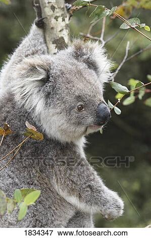 Stock Photo - Koala in tree, Kangaroo Island, Phascolarctos cinereus, Australia . Fotosearch