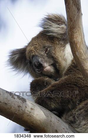 Stock Photo - Koala in tree, Kangaroo Island, Phascolarctos cinereus, Australia . Fotosearch